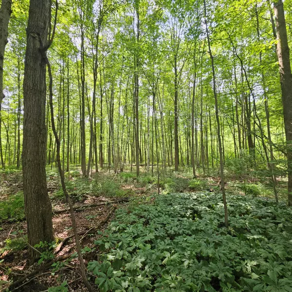 Millington, MI 48746,V/L Murphy Lake Road