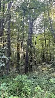 Middleville, MI 49333,Romeyn Woods #Lot 2