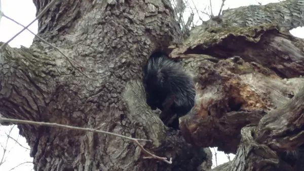 Barryton, MI 49305,22906 40th Avenue