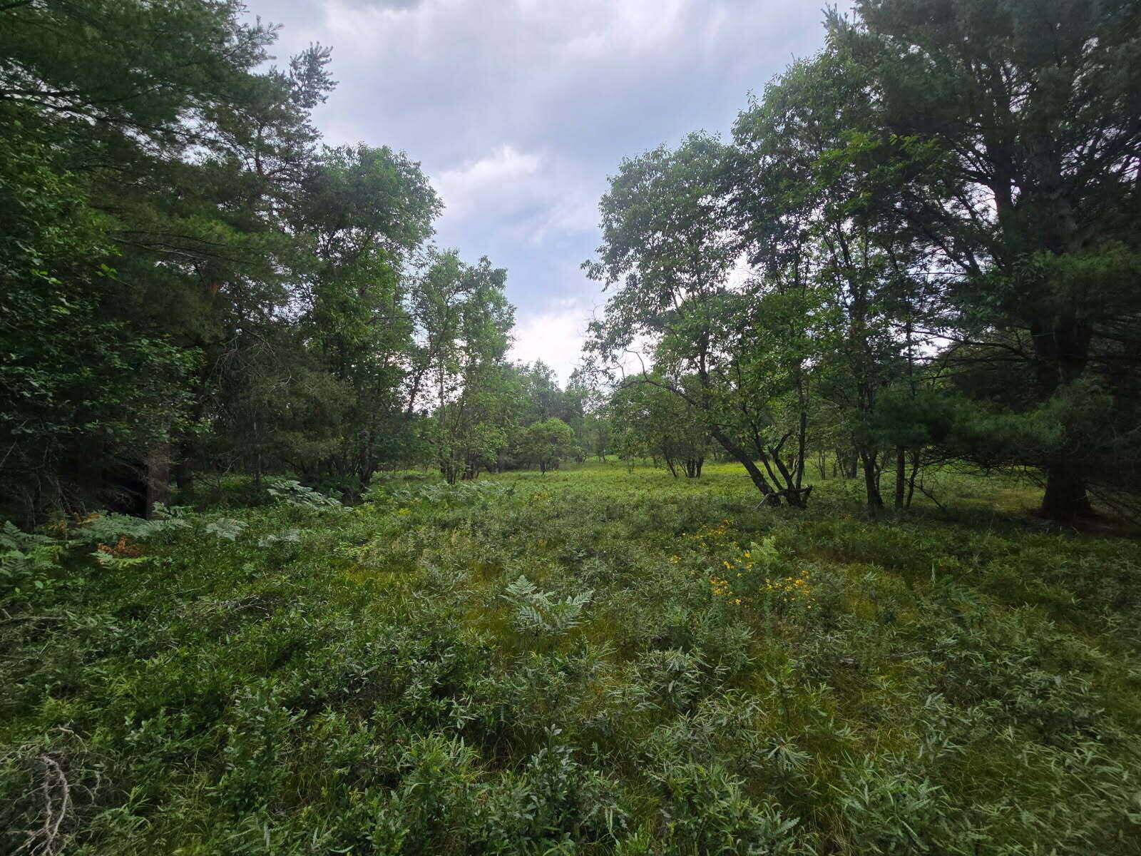 Fife Lake, MI 49633,11722 Behlke SE Road
