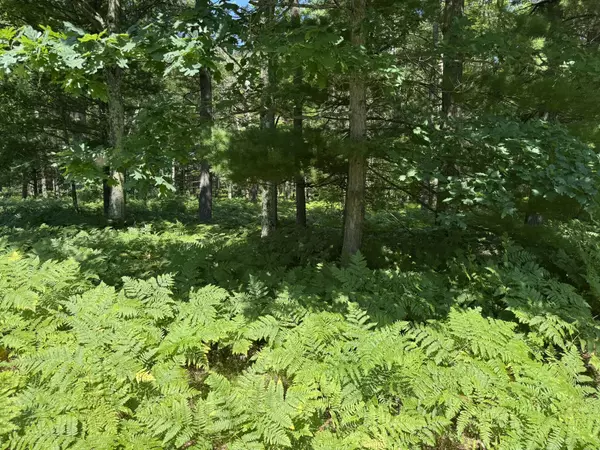 Harrietta, MI 49638,Arquilla Creek Road