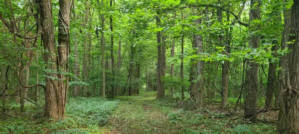 Pullman, MI 49450,20 ACRES 107th Avenue