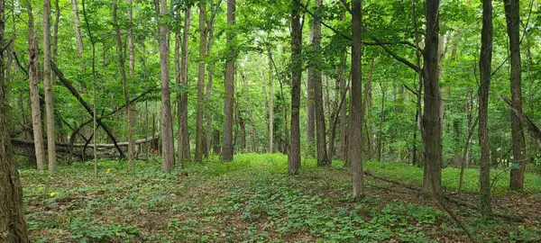 Pullman, MI 49450,20 ACRES 107th Avenue