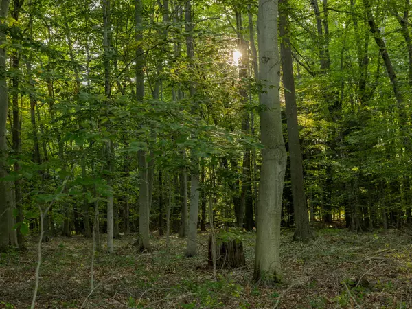 Rothbury, MI 49452,Parcel 2 E Arthur Road