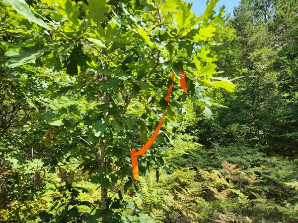 Luther, MI 49656,Par 1 Wilderness Trail