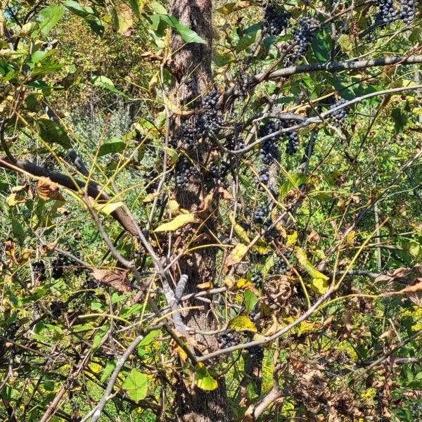 New Buffalo, MI 49117,18020 Hoder Road