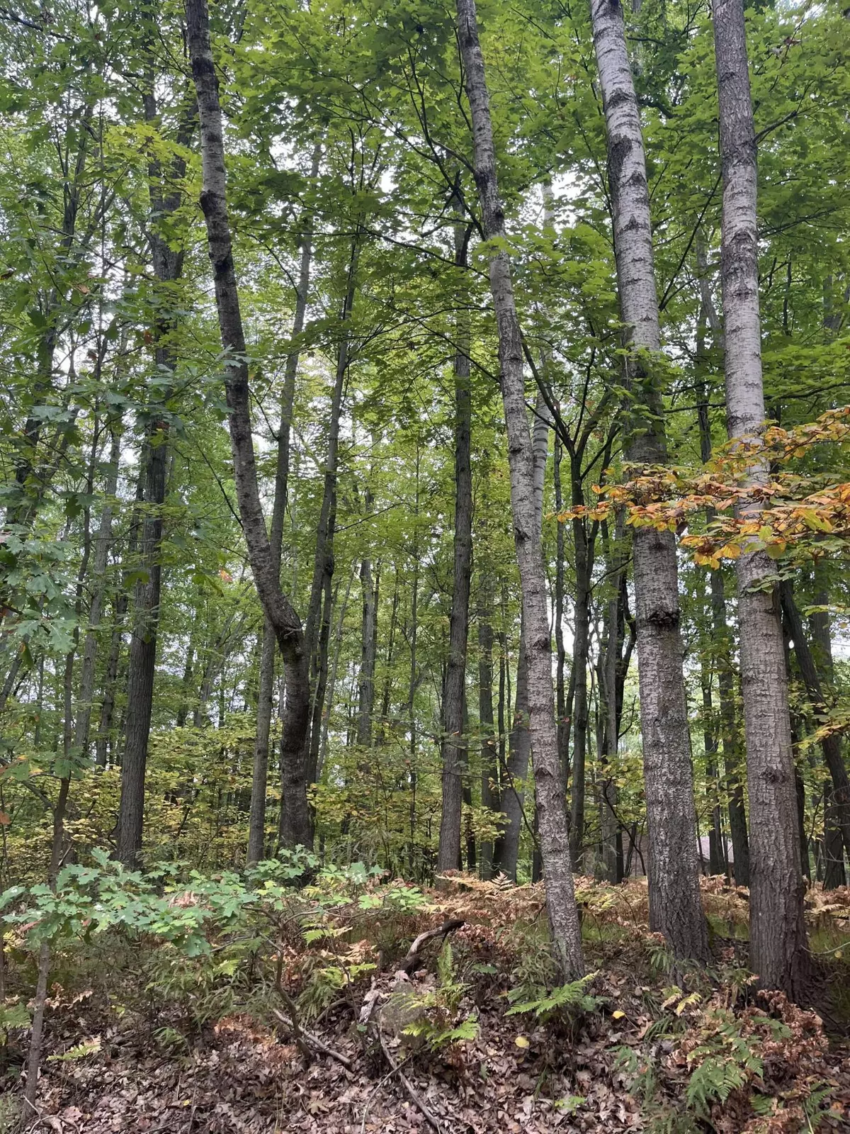 Farwell, MI 48622,Lot 681 Elm Drive