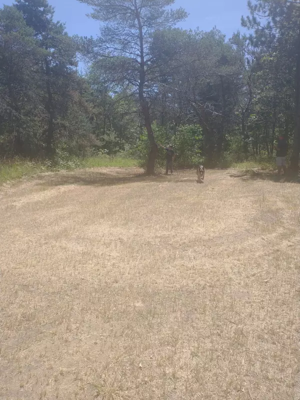 Newaygo, MI 49337,V/L S Tall Pine Trail