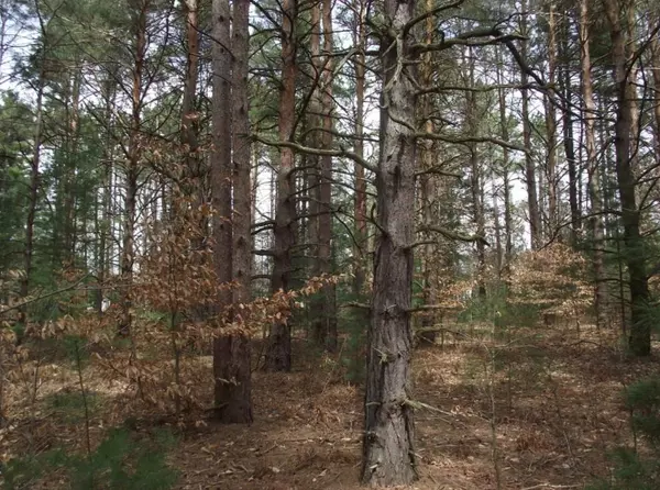 Kaleva, MI 49645,VL Brook Avenue