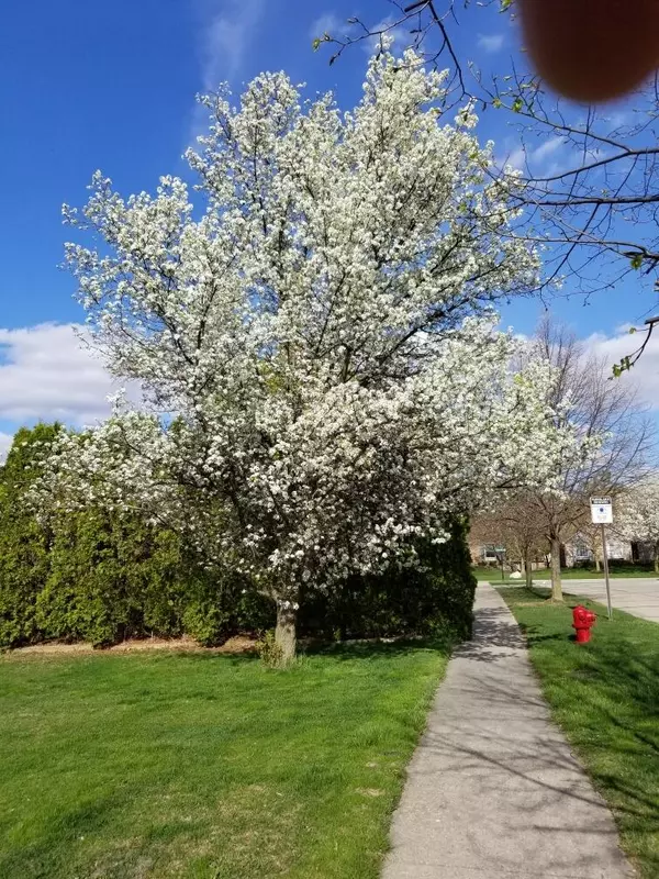 Novi, MI 48374,24404 Simmons Drive