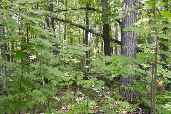 Roscommon, MI 48653,0 Vista