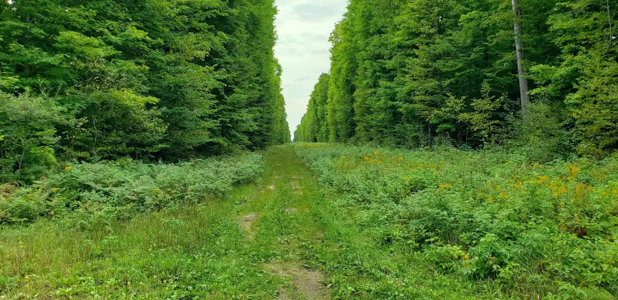 TBD Greenway Drive, Frederic, MI 49733