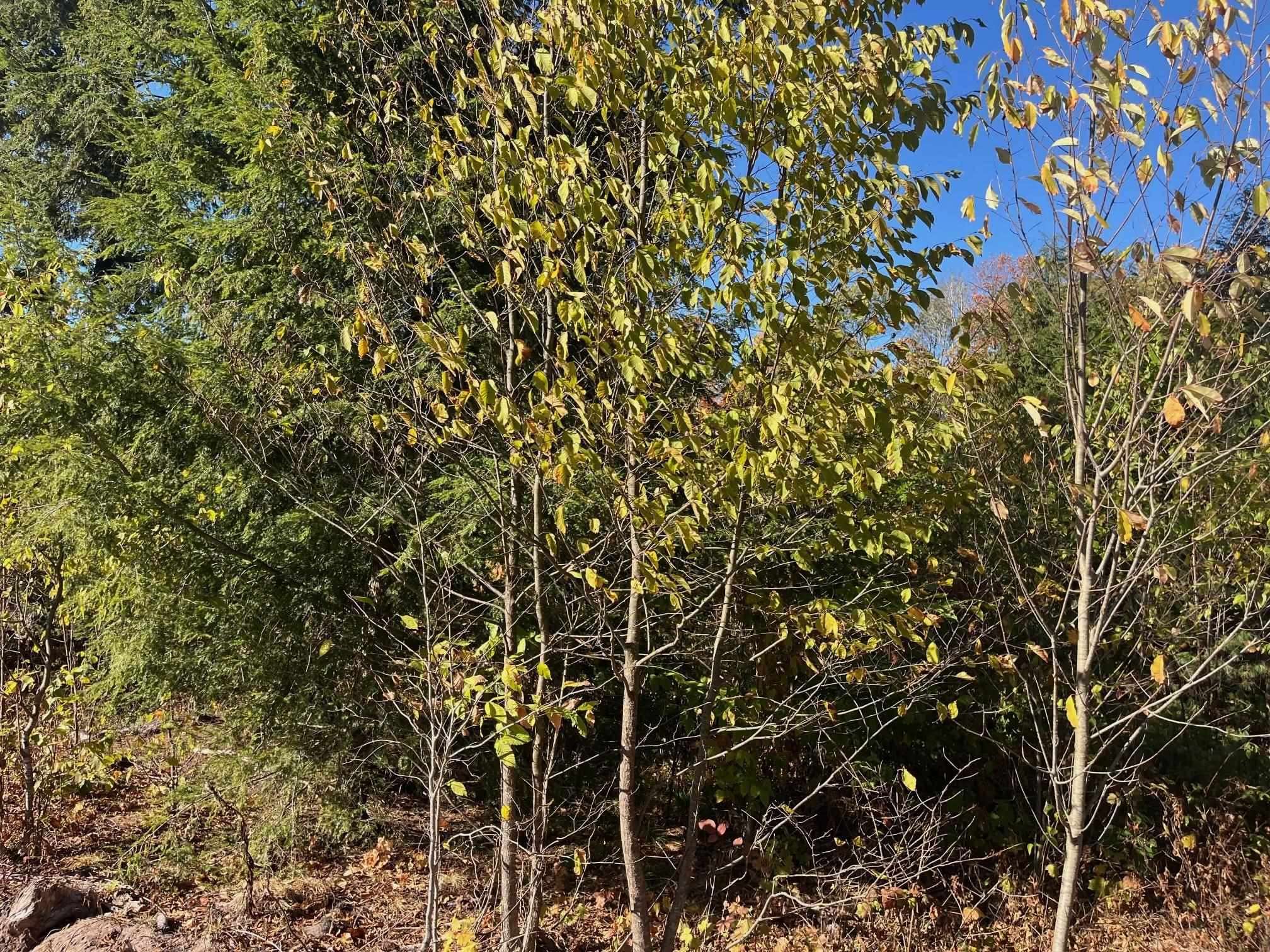 Traverse City, MI 49685,8886 Hemlock Hill Drive