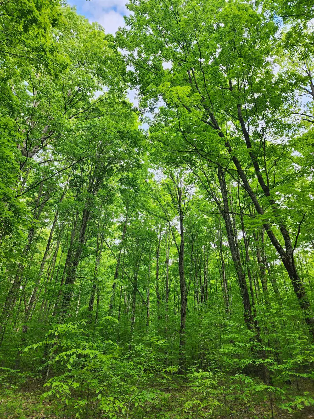 Mancelona, MI 49659,10 Acres VL Wildwood