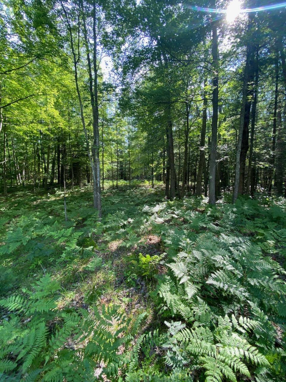 2569 E Wildwood Trail, Mikado, MI 48745