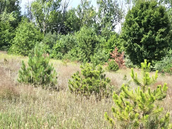 Frankfort, MI 49635,00B Forrester Road