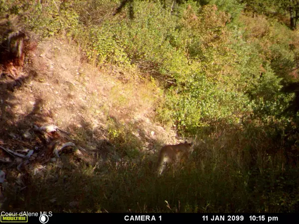 Wallace, ID 83873,TBD Burke 34.38 Acres RD