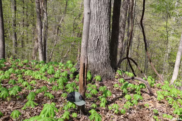 Thebes, IL 62990,000 Bean Ridge RD