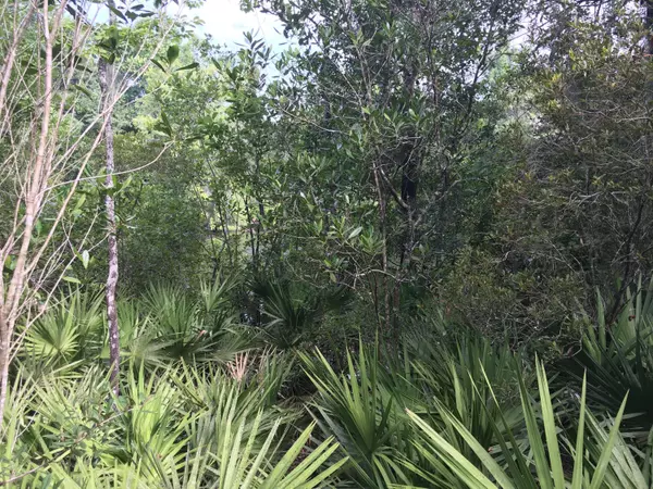 Middleburg, FL 32068,00 BLACK CREEK TRACT