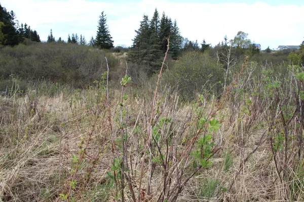 Ninilchik, AK 99639,17244 Hyila LN