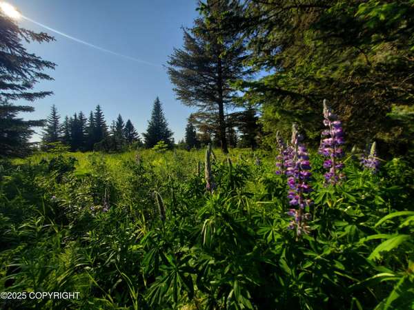 17509 Chefornak ST, Ninilchik, AK 99639