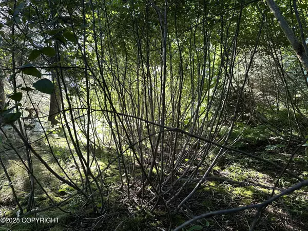 Seldovia, AK 99663,301 Anderson WAY