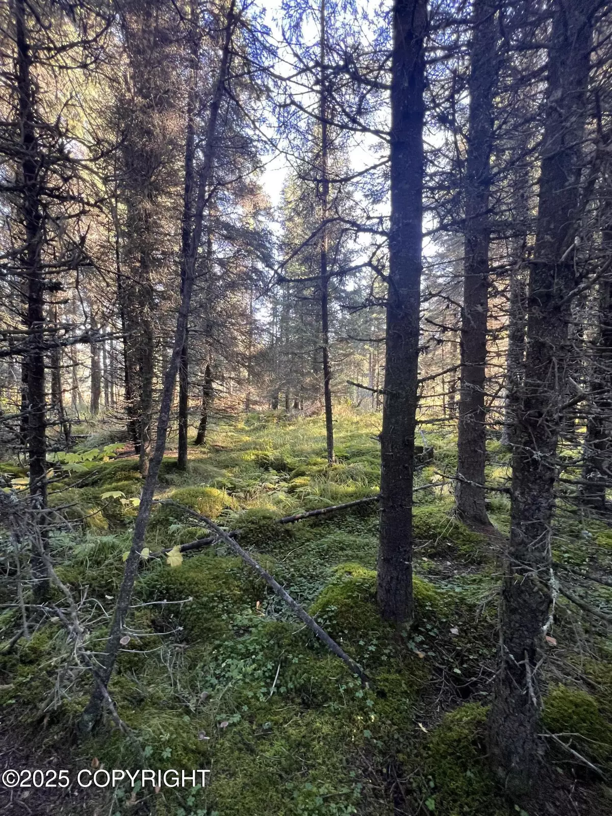 Ninilchik, AK 99639,L7 Shegota LOOP