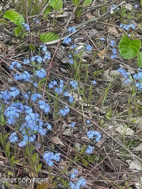 Big Lake, AK 99623,L22 Call Of The Wild CIR