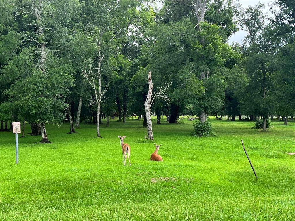 Rosharon, TX 77583,17839 Indian Forest CT