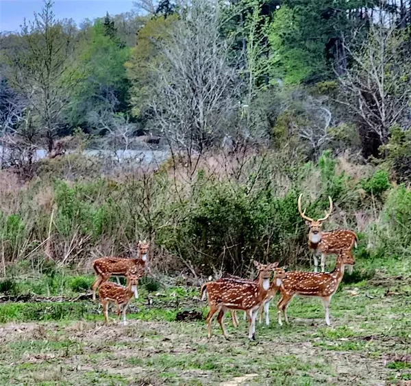 Larue, TX 75770,Lot 43 Fallow RUN