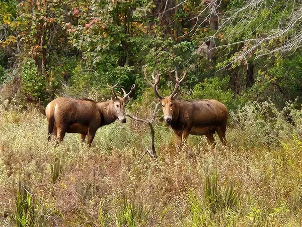 Larue, TX 75770,Lot 43 Fallow RUN