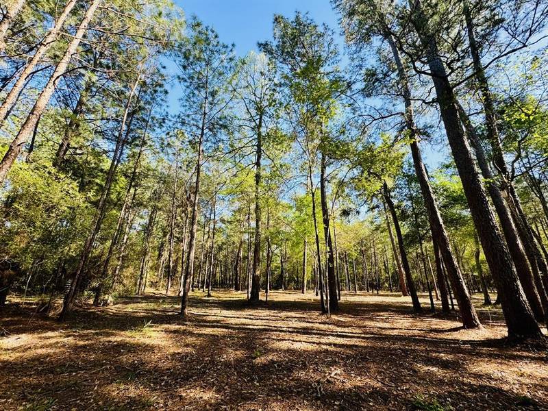 Lot 13A Texas Grand RD, Huntsville, TX 77340