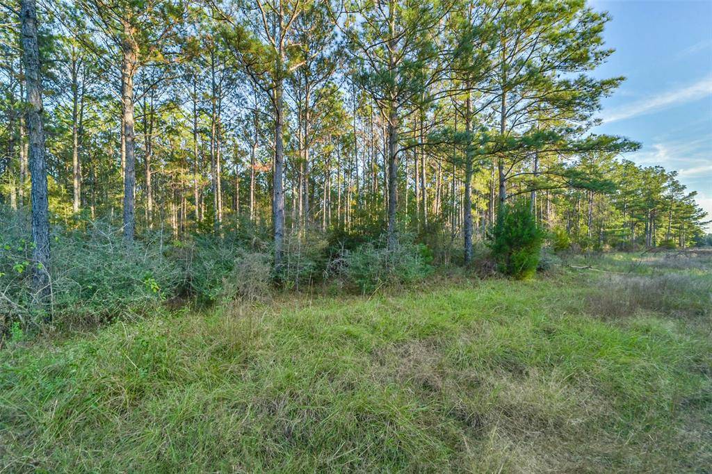 Willis, TX 77378,15774 Wooded Trail WAY