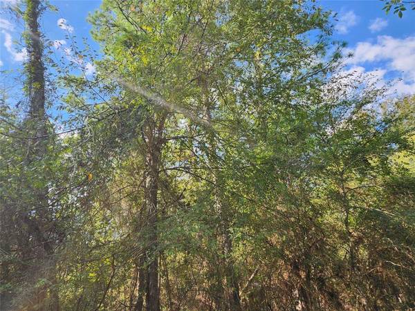 Lot 24 Hackberry DR, Plantersville, TX 77363