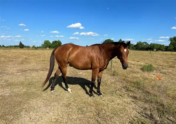 Sealy, TX 77474,00 Bartlett Road Lot 8