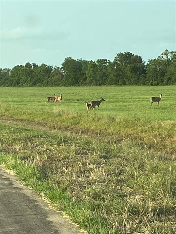 Angleton, TX 77515,178 Brahman TRL