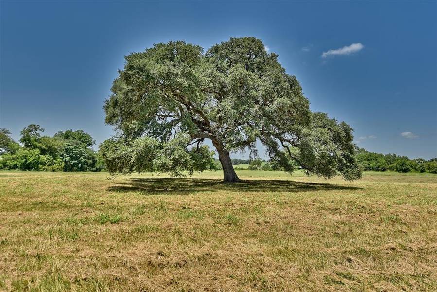 4914 Hartfield RD, Round Top, TX 78954