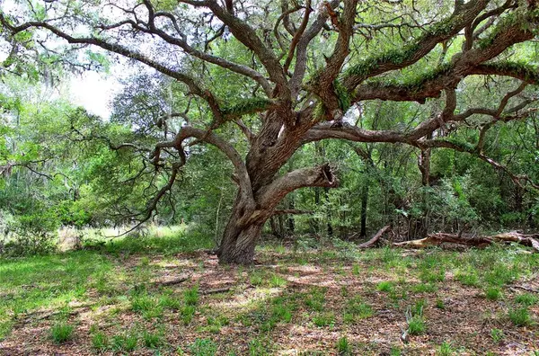 Weimar, TX 78962,TBD Harmony Rd