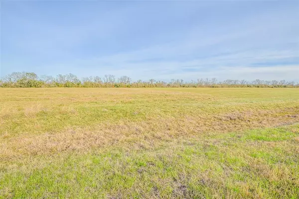 Angleton, TX 77515,1 Brahman TRL