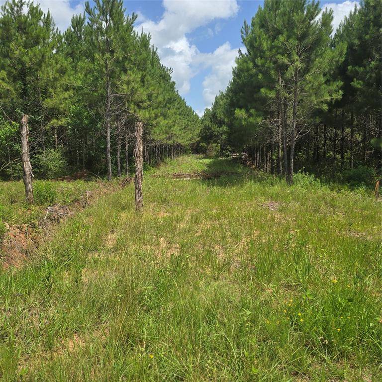 Livingston, TX 77351,TBD Hammond RD