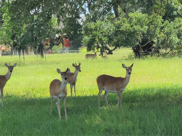 Angleton, TX 77515,1626 Flintlock Court