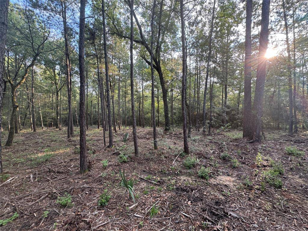 Huntsville, TX 77340,117 Hereford TRL