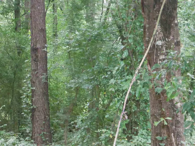 1 Zion Road, Walnut Grove, MS 39189