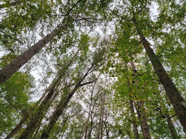 0 E Lincoln Road, Brookhaven, MS 39601