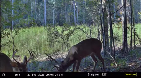 Mendenhall, MS 39114,1 Anse Reed Road