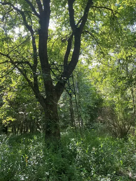 0 Buffalo, Woodville, MS 39669