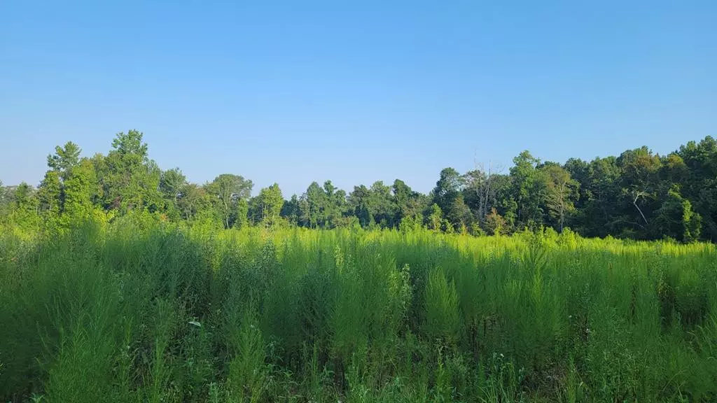 0 Bogue Chitto Road, Mccall Creek, MS 39647