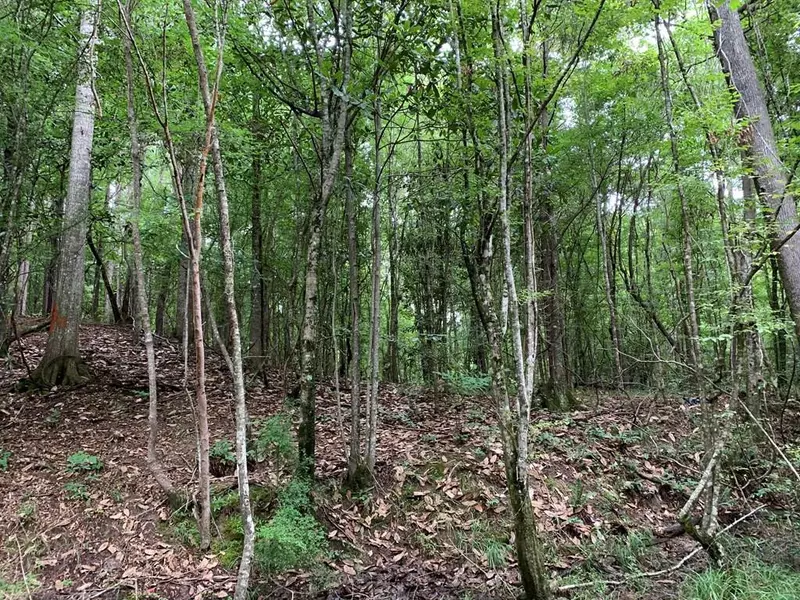 W Of Fords Creek Road, Woodville, MS 39669