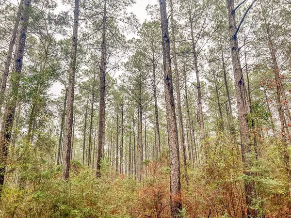 Mount Olive, MS 39119,0 Lucas Hollow Road