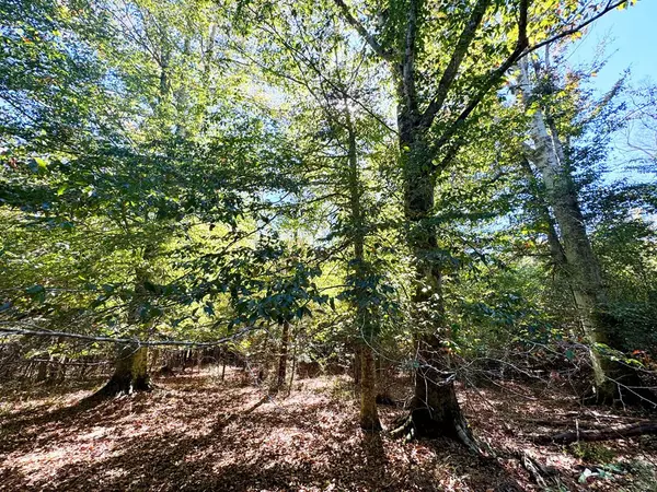 Smithdale, MS 39664,0 Fenn Road